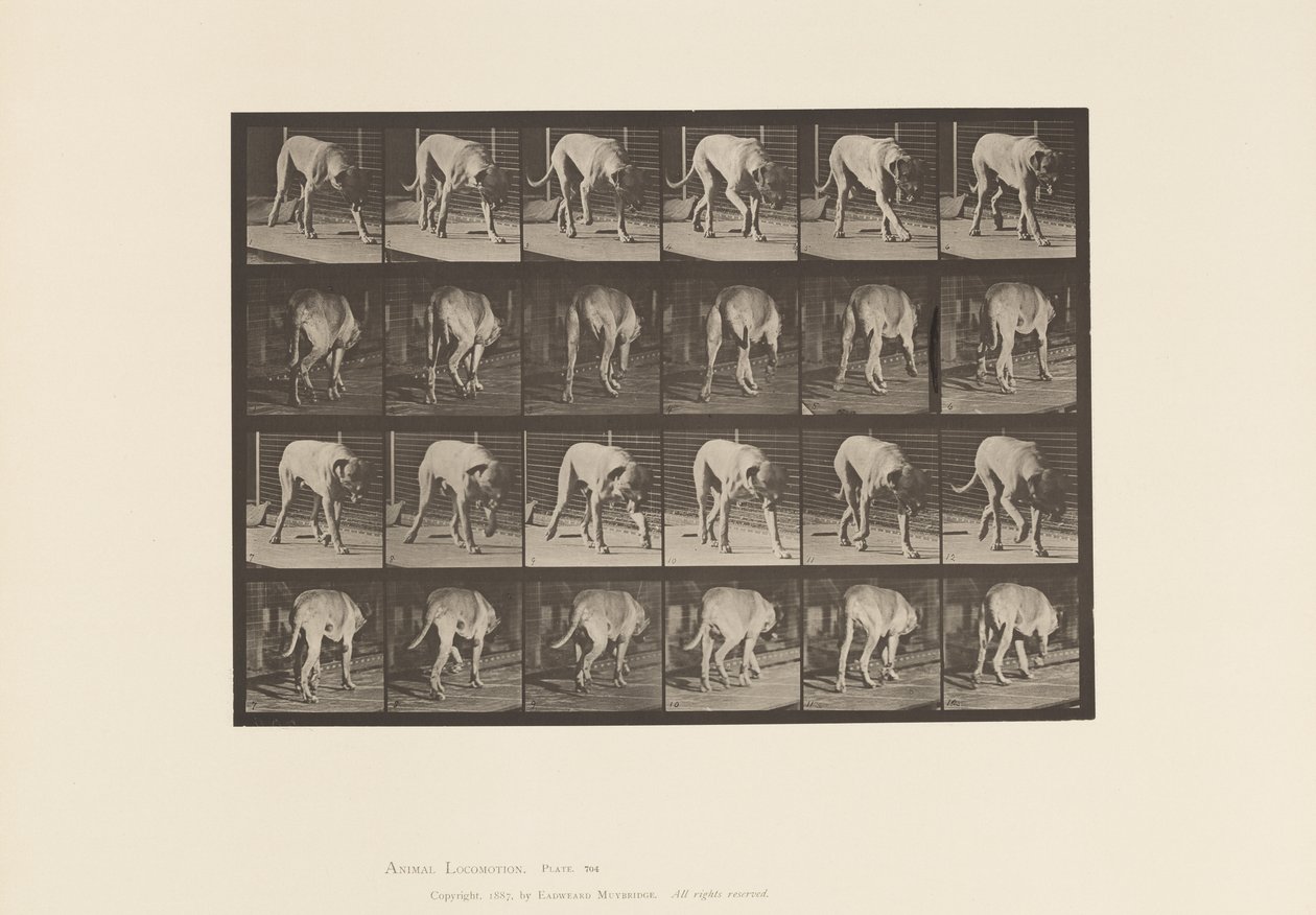 Plate 704. Dog; Walking; Mastiff 作者 爱德沃德·迈布里奇