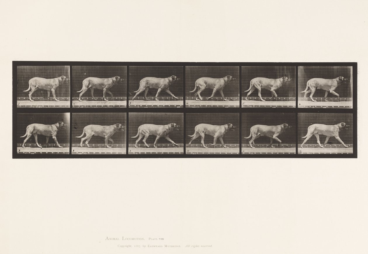Plate 706. Dog; Trotting; Mastiff 作者 爱德沃德·迈布里奇