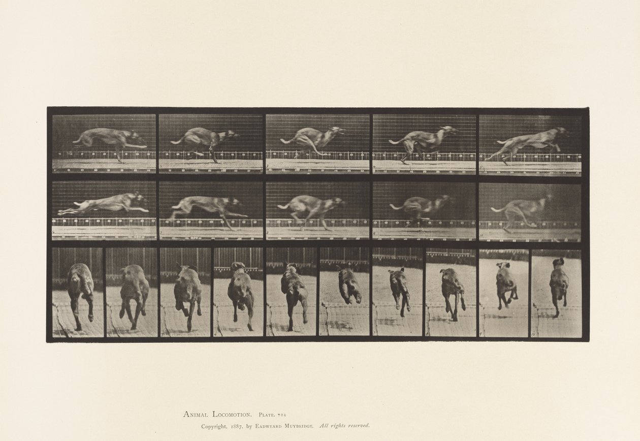 Plate 708. Dog; Galloping; Brown Racing Hound 作者 爱德沃德·迈布里奇