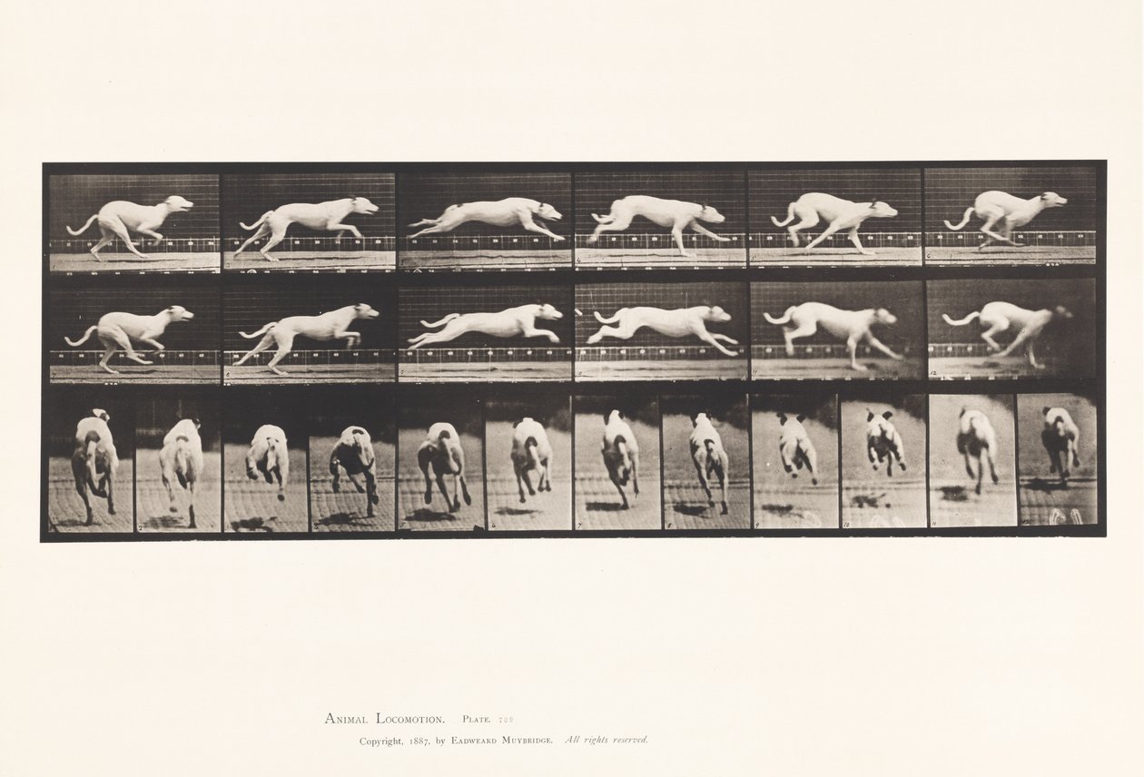 Plate 709. Dog; Galloping; White Racing Hound Maggie 作者 爱德沃德·迈布里奇