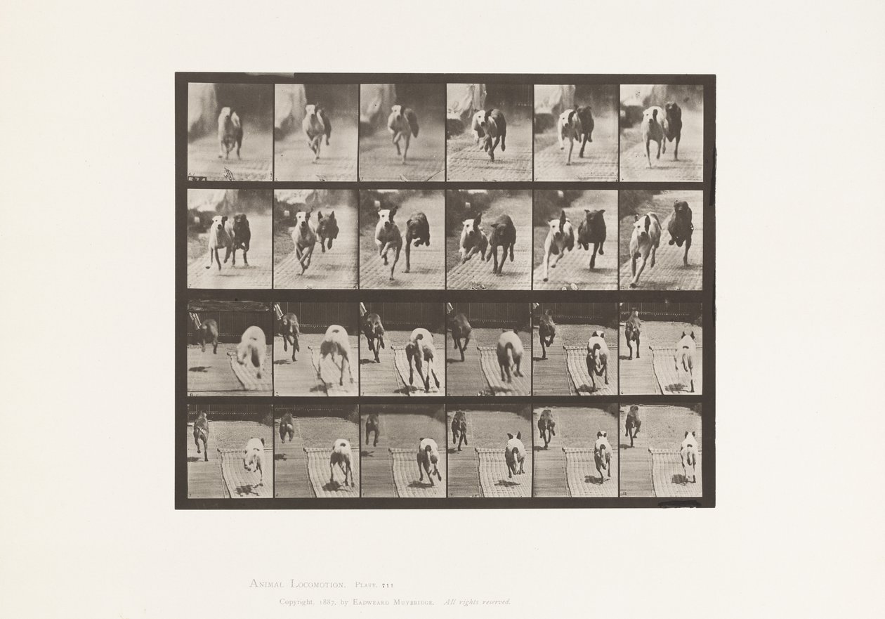 Plate 711. Dogs; Two Racing; A, B; Racing Hounds, Ike & Maggie 作者 爱德沃德·迈布里奇