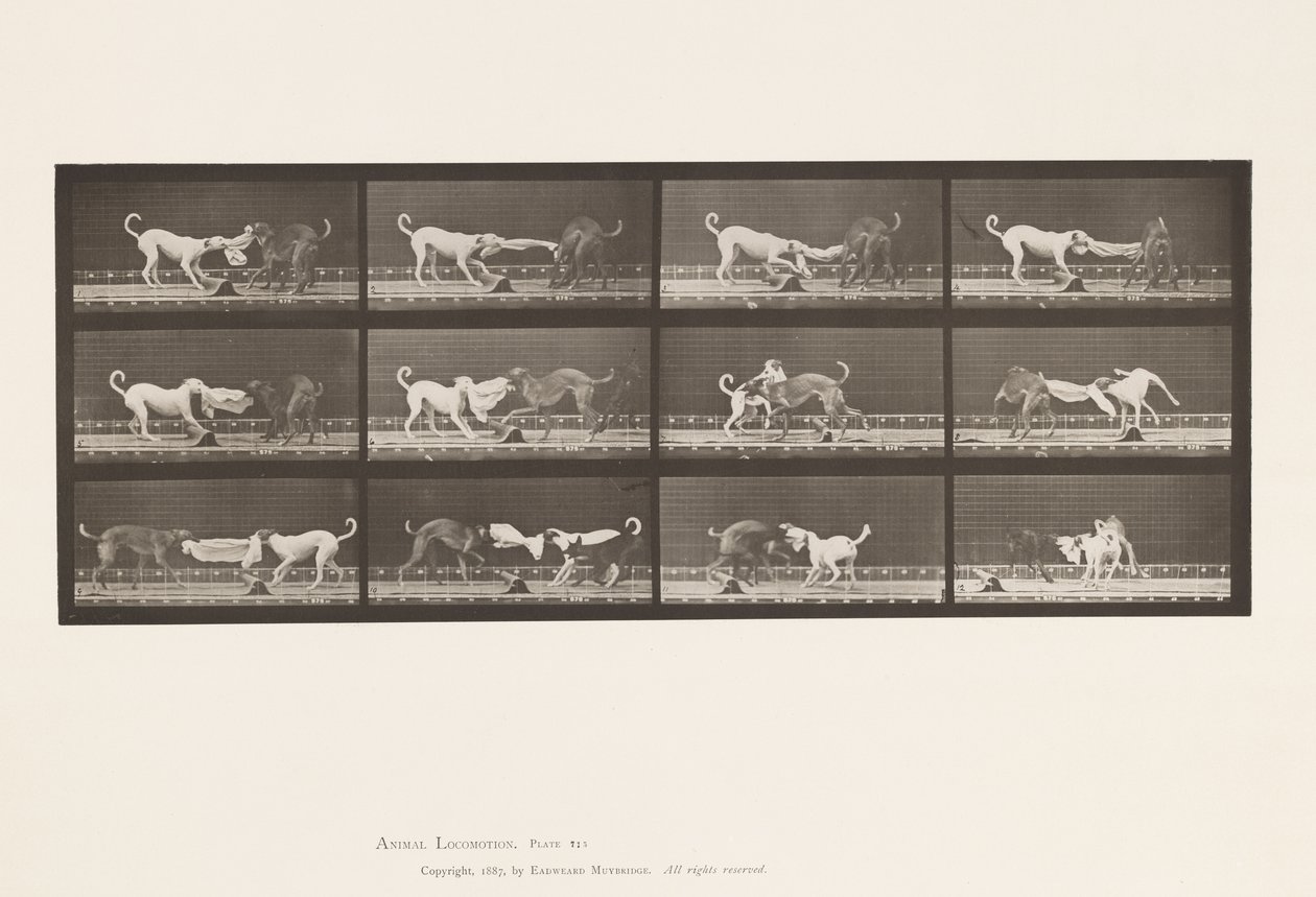 Plate 715. Dogs; Three, Tugging at a Towel, Ike, Maggie, etc. 作者 爱德沃德·迈布里奇