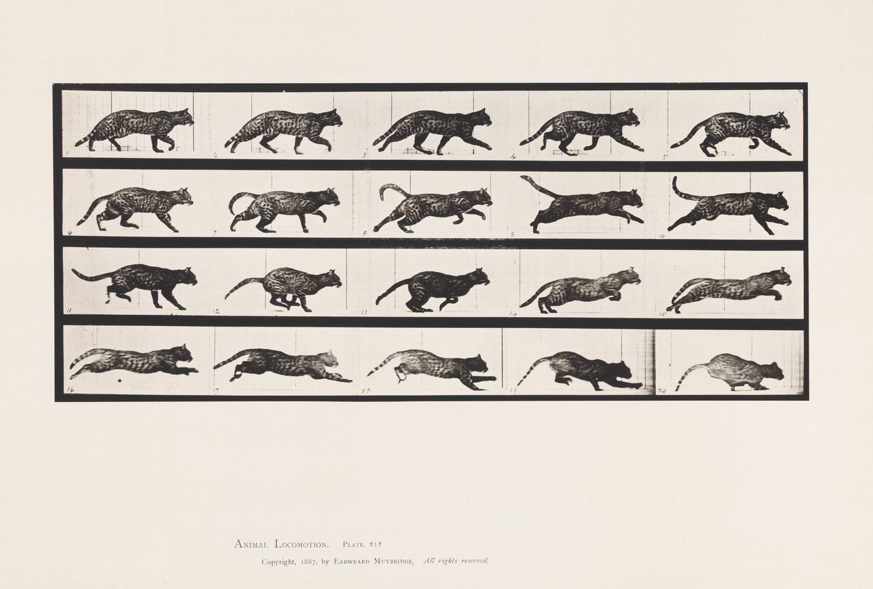 Plate 717. Cat; Trotting; Change to Galloping 作者 爱德沃德·迈布里奇