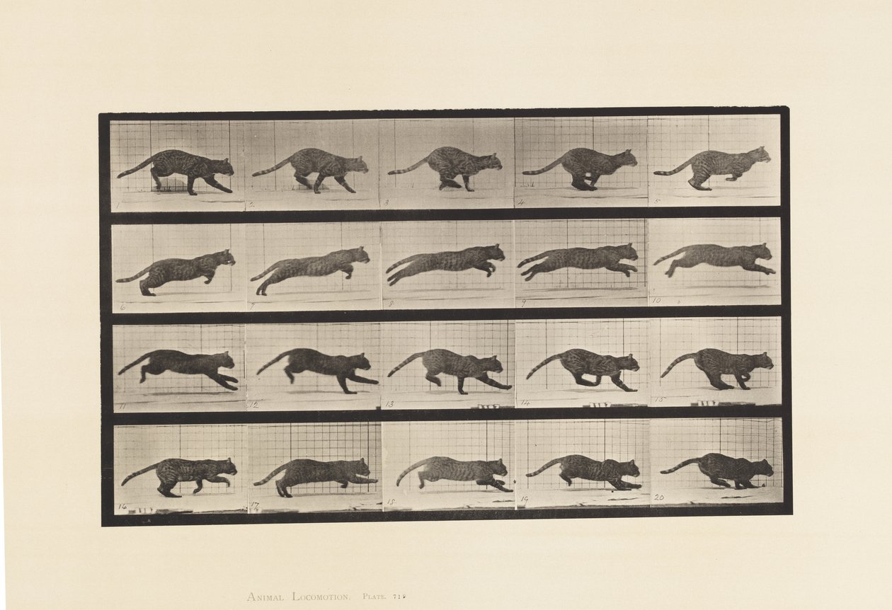 Plate 719. Cat; Galloping 作者 爱德沃德·迈布里奇