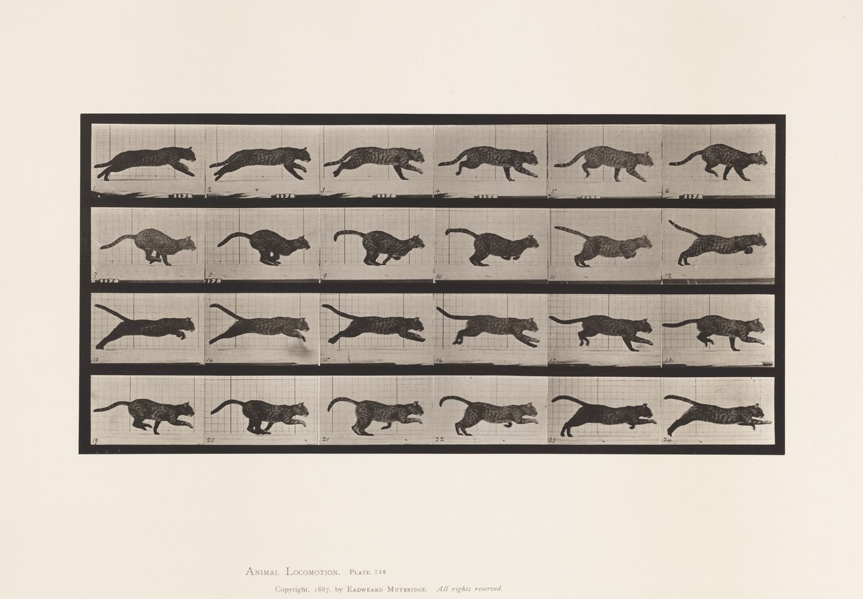 Plate 720. Cat; Galloping 作者 爱德沃德·迈布里奇
