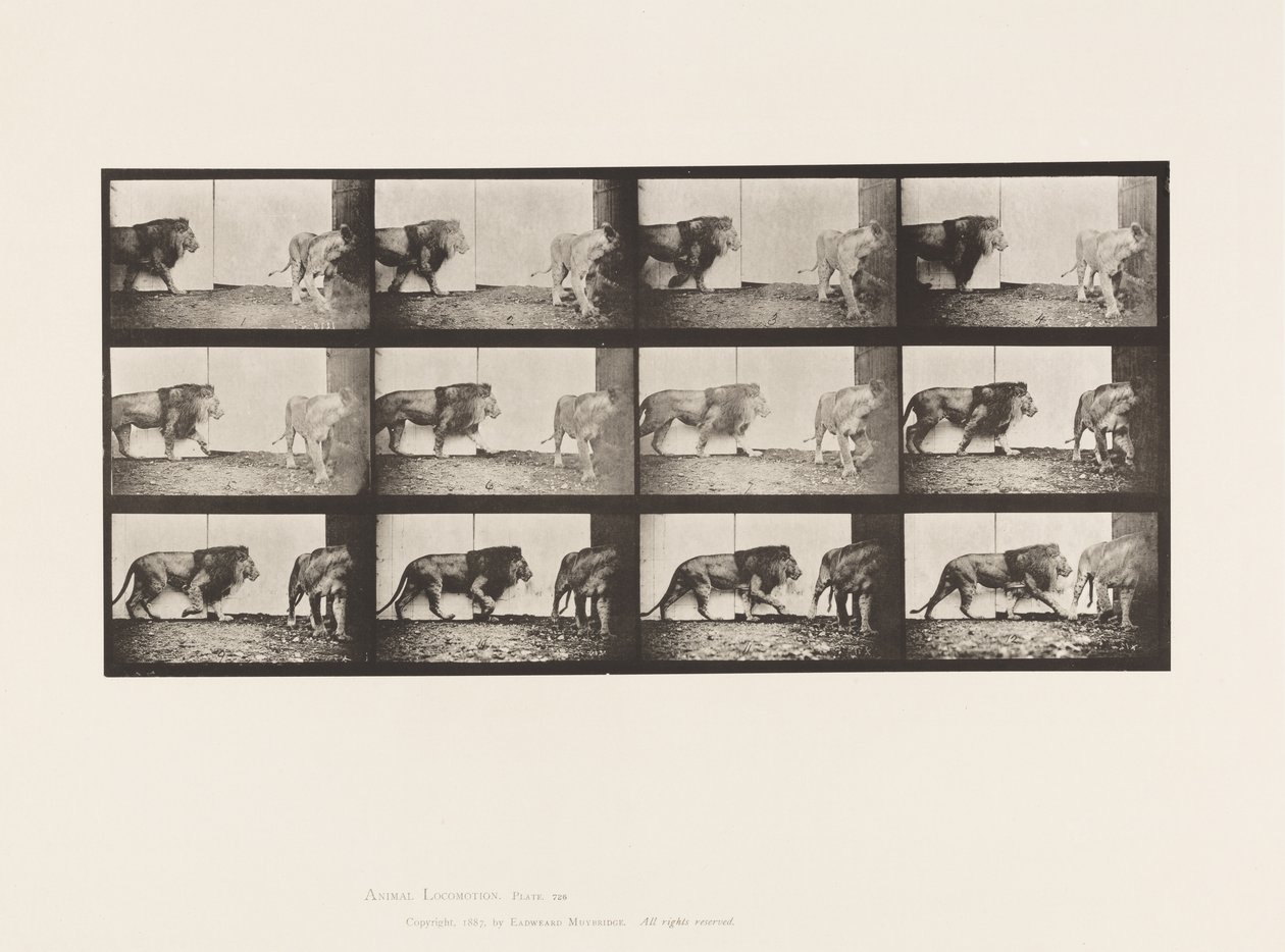 Plate 726. Lion and Lioness; Walking 作者 爱德沃德·迈布里奇