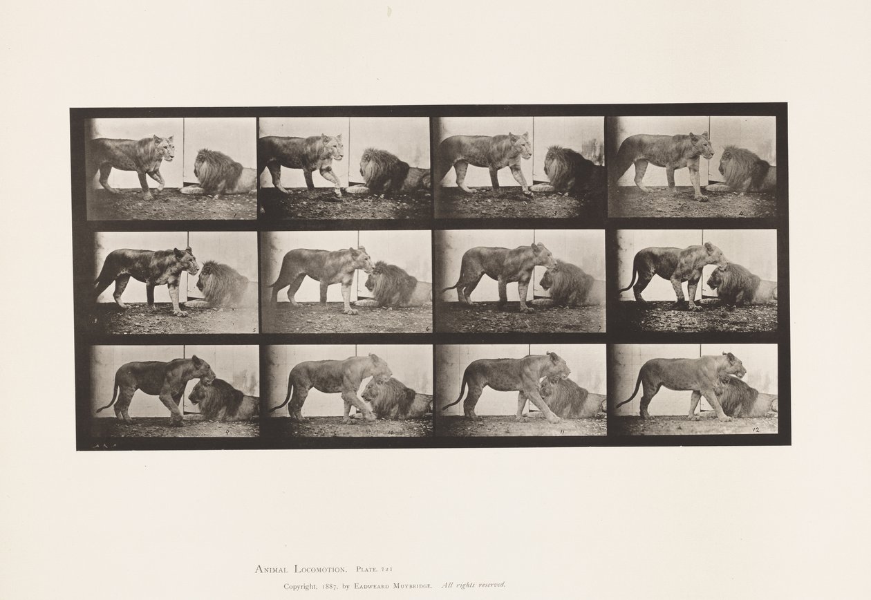 Plate 727. Lioness; Walking; Lion; Lying Down 作者 爱德沃德·迈布里奇
