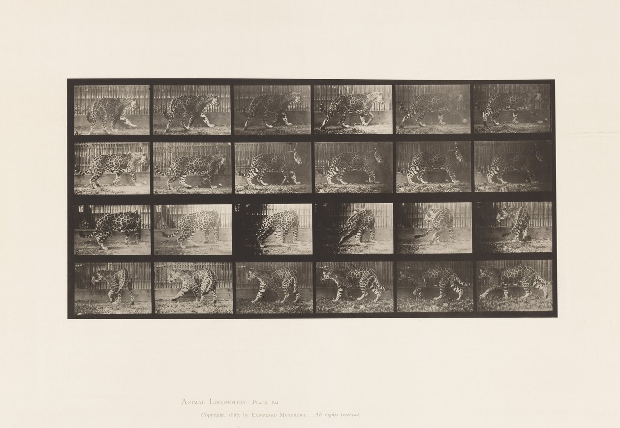Plate 731. Jaquar; A, Walking; B, Turning Around 作者 爱德沃德·迈布里奇