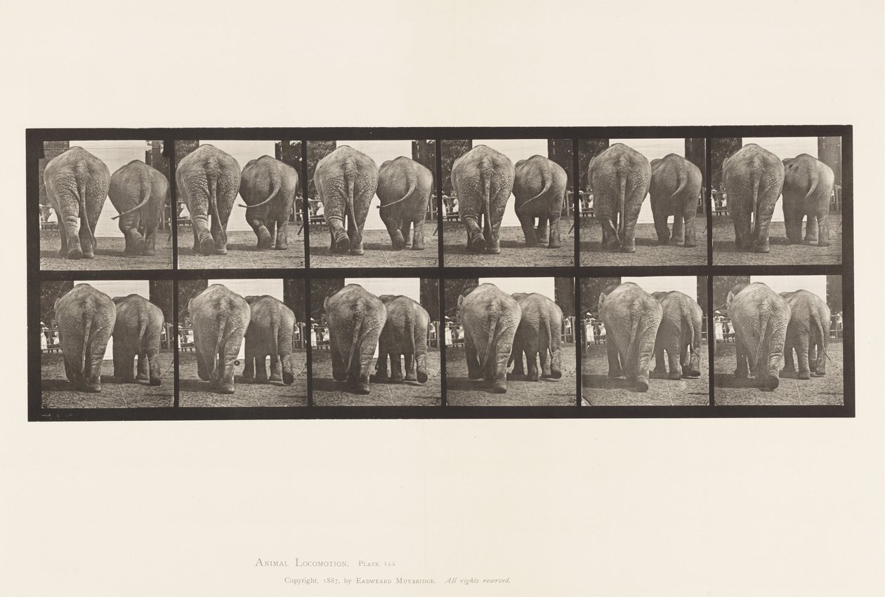 Plate 735. Elephants; Two, Walking 作者 爱德沃德·迈布里奇