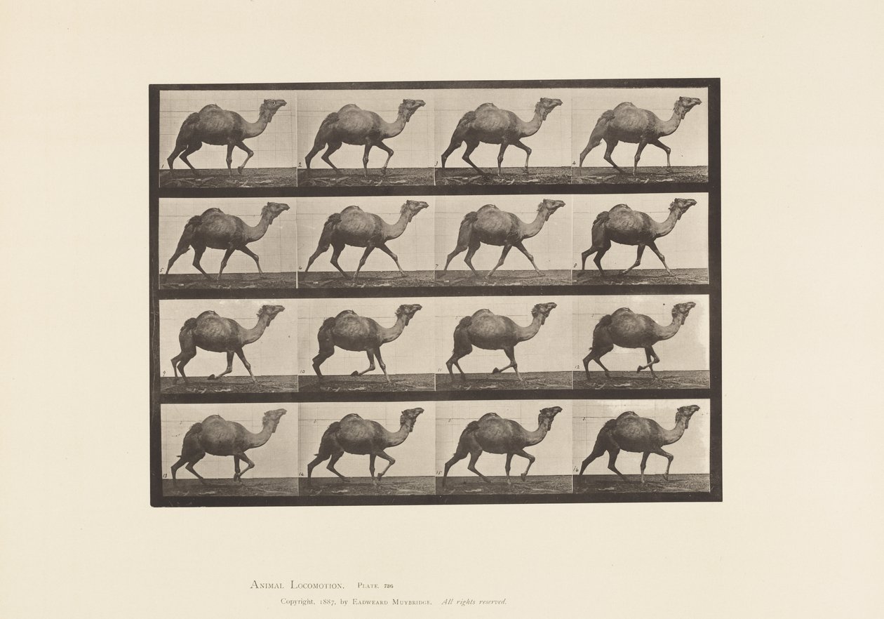 Plate 736. Egyptian Camel; Racking 作者 爱德沃德·迈布里奇