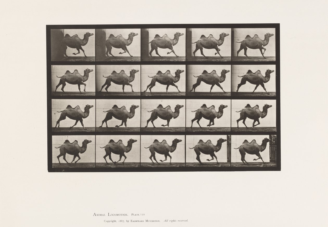 Plate 739. Bactrian Camel; Galloping 作者 爱德沃德·迈布里奇