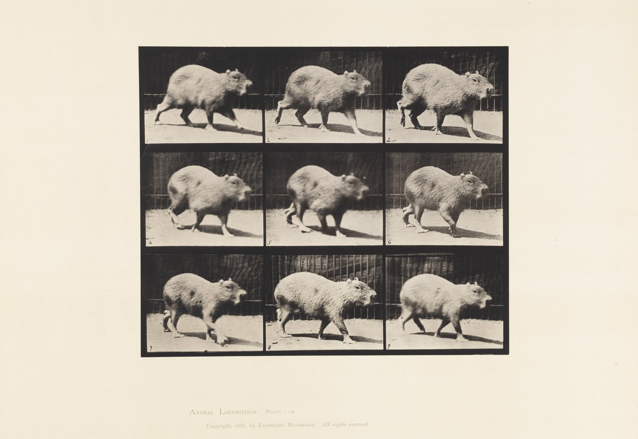 Plate 746. Capybara; Walking 作者 爱德沃德·迈布里奇