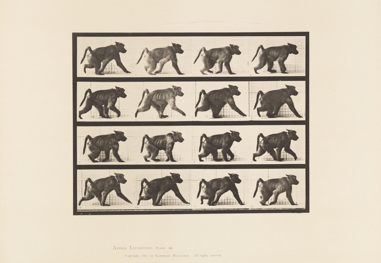 Plate 747. Baboon; Walking on All-Fours 作者 爱德沃德·迈布里奇
