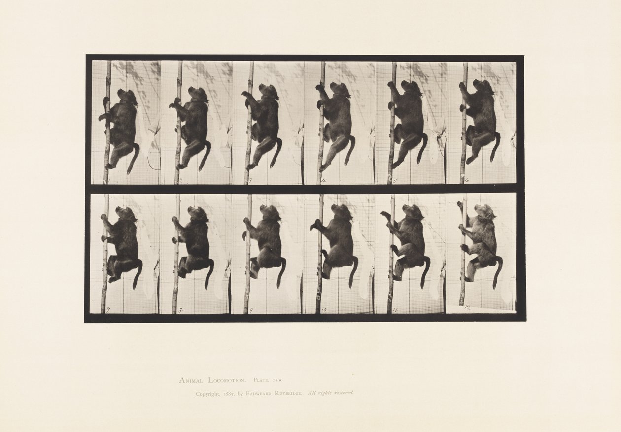 Plate 749. Baboon; Climbing a Pole 作者 爱德沃德·迈布里奇