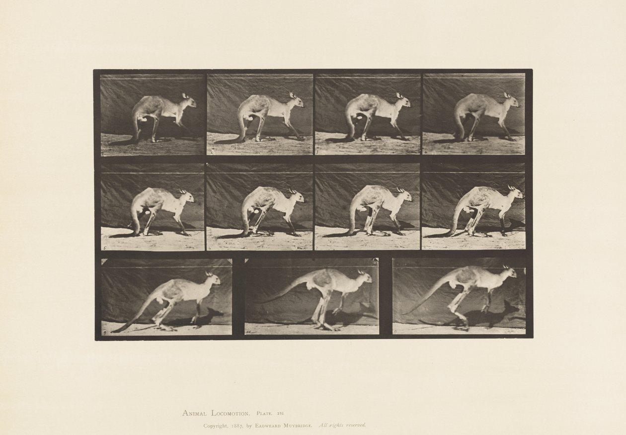 Plate 751. Kangaroo; Walking on All-Fours; Change to Jumping 作者 爱德沃德·迈布里奇