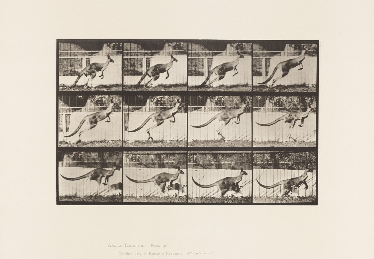 Plate 752. Kangaroo; Jumping 作者 爱德沃德·迈布里奇
