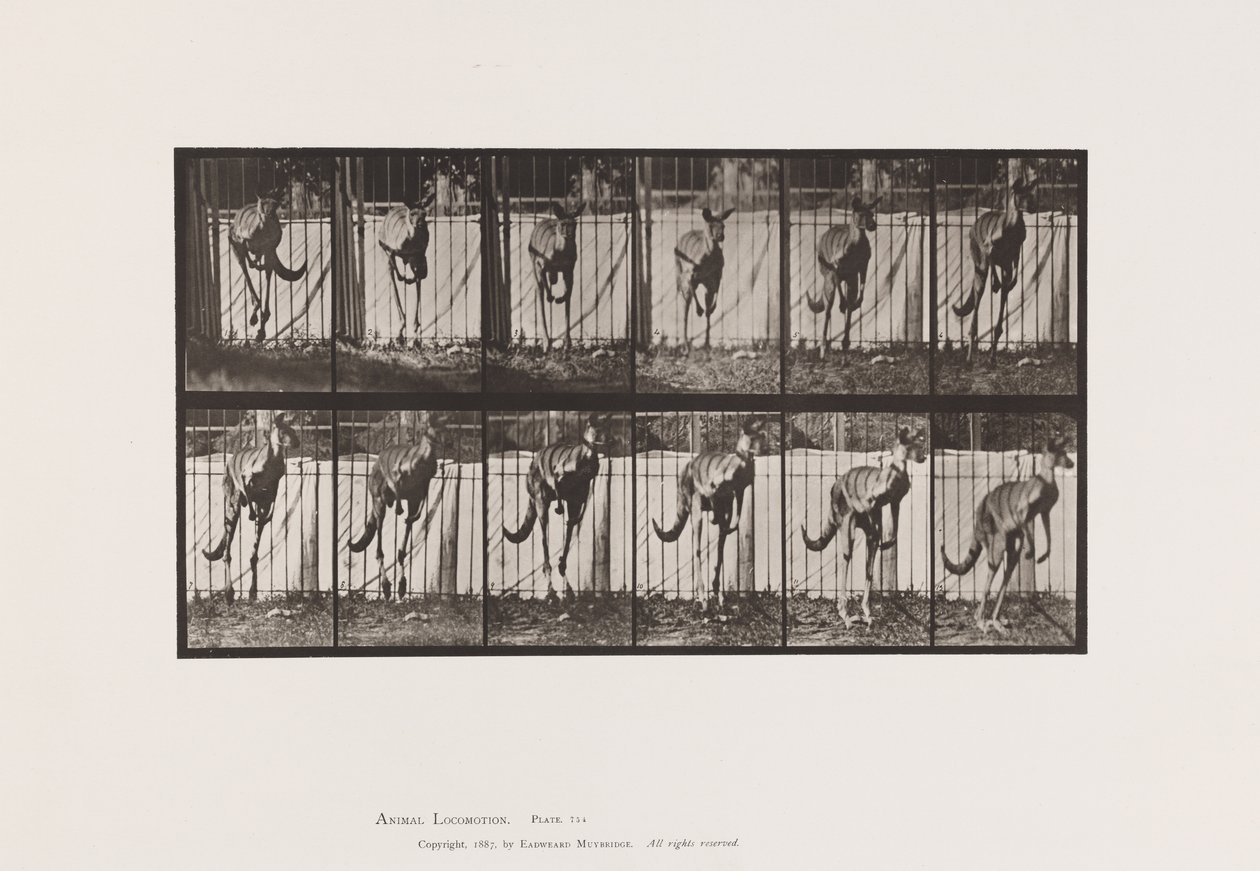 Plate 754. Kangaroo; Jumping 作者 爱德沃德·迈布里奇