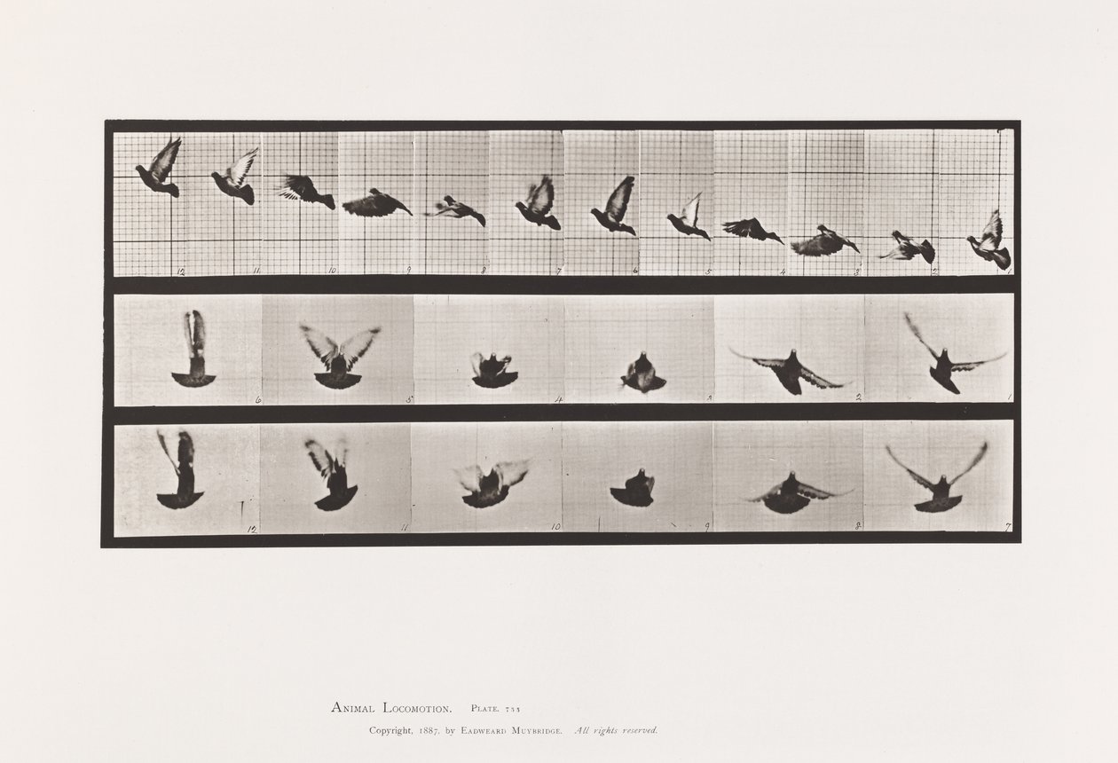Plate 755. Pigeon; Flying 作者 爱德沃德·迈布里奇