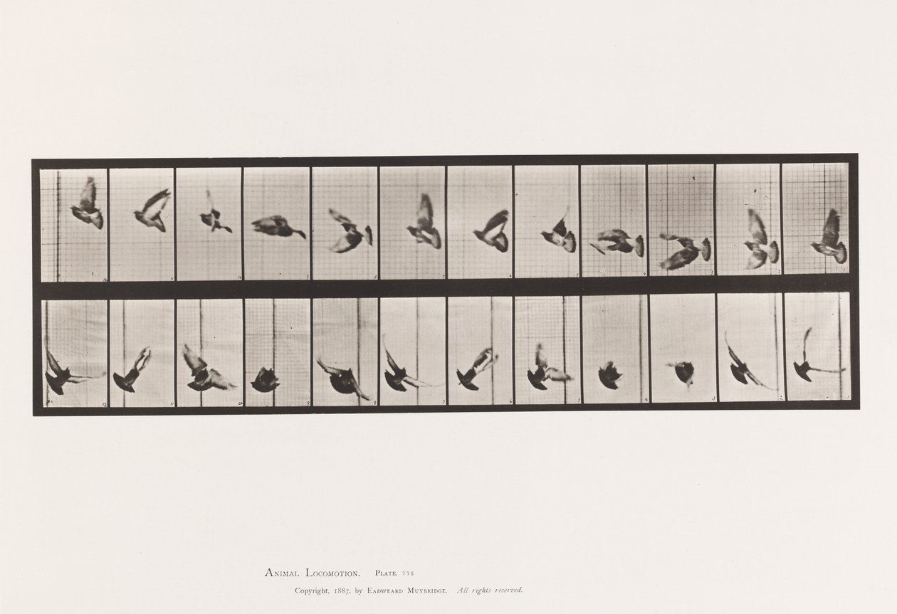 Plate 756. Pigeon; Flying 作者 爱德沃德·迈布里奇