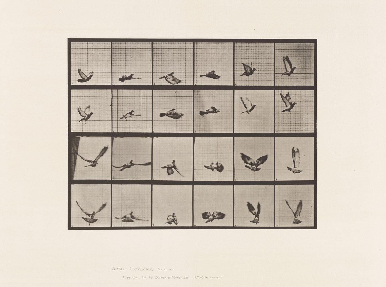Plate 757. Pigeon; Flying 作者 爱德沃德·迈布里奇