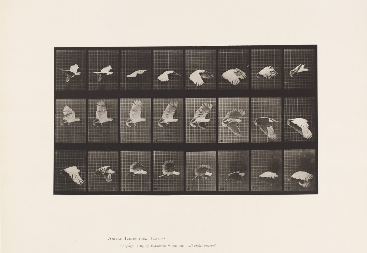 Plate 758. Cockatoo; Flying 作者 爱德沃德·迈布里奇