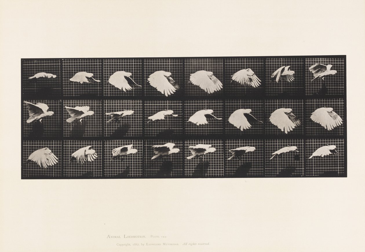Plate 759. Cockatoo; Flying 作者 爱德沃德·迈布里奇