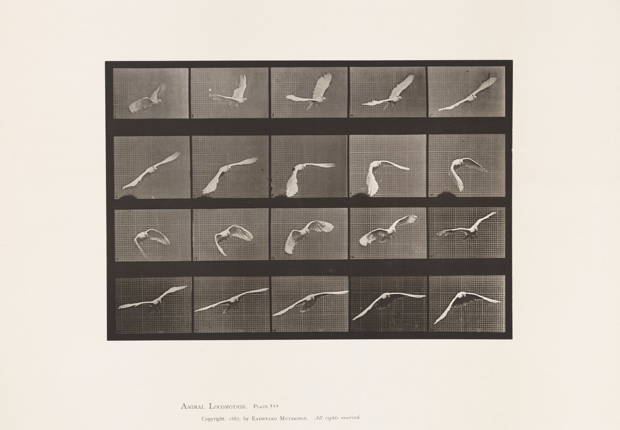 Plate 760. Cockatoo; Flying 作者 爱德沃德·迈布里奇
