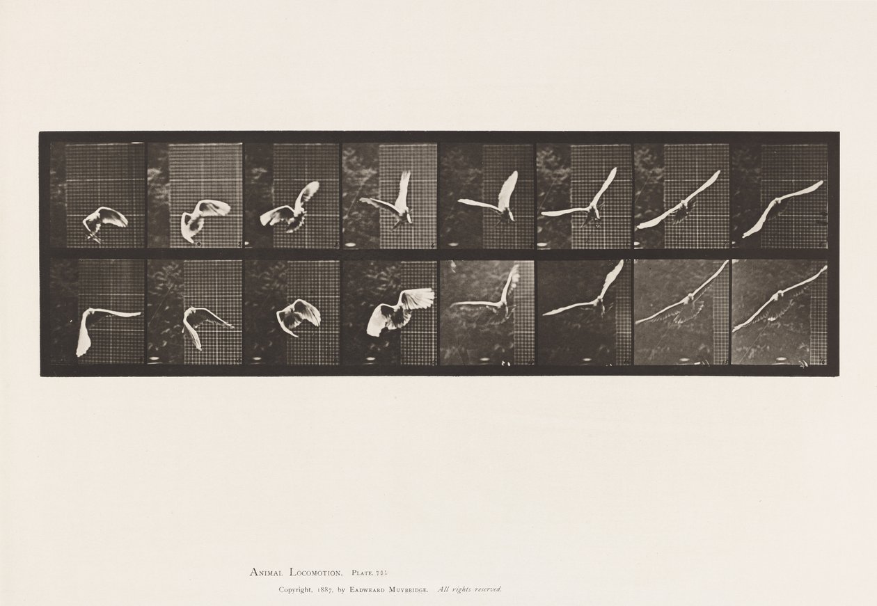 Plate 761. Cockatoo; Flying 作者 爱德沃德·迈布里奇