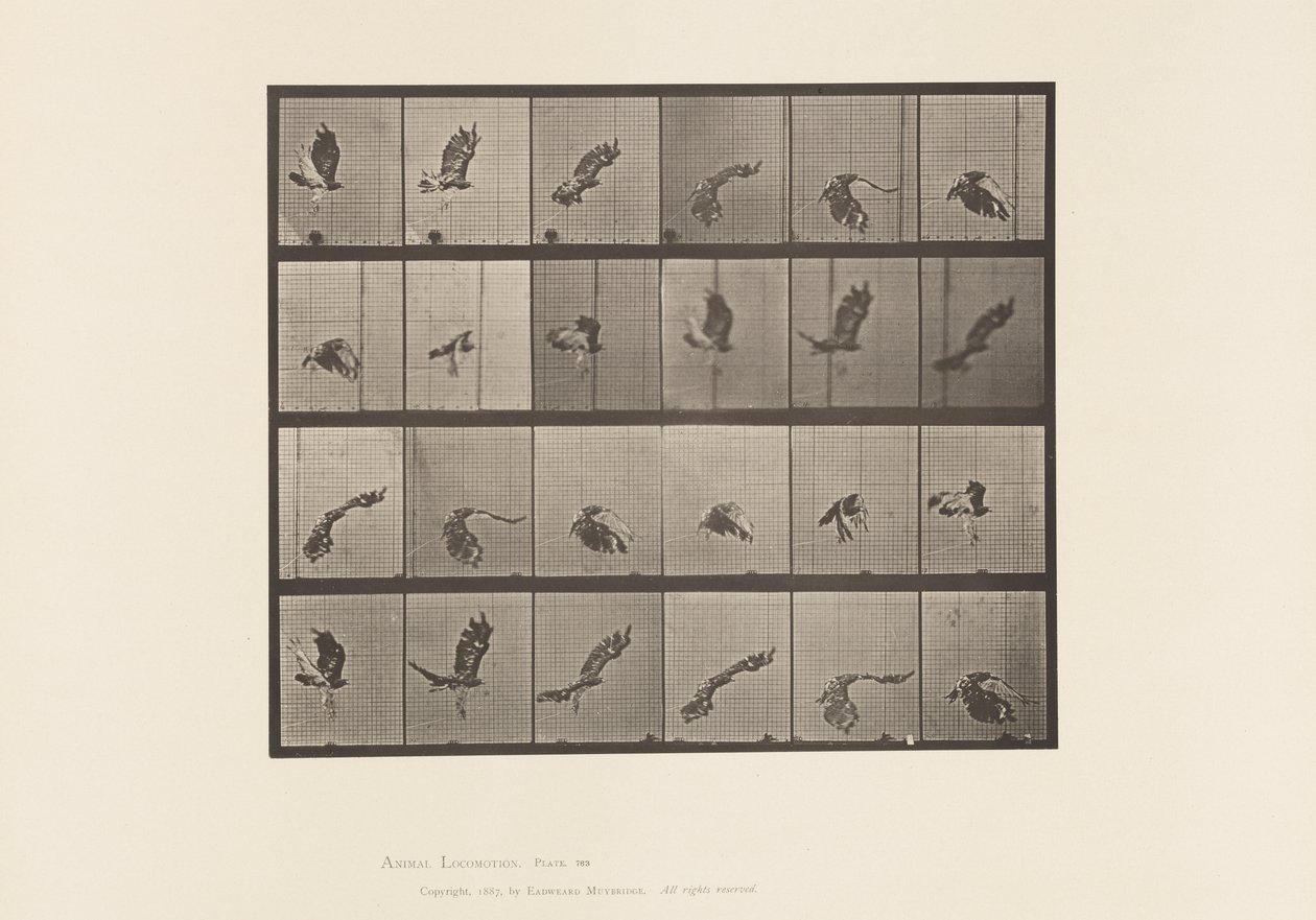 Plate 763. Red-Tailed Hawk; Flying 作者 爱德沃德·迈布里奇