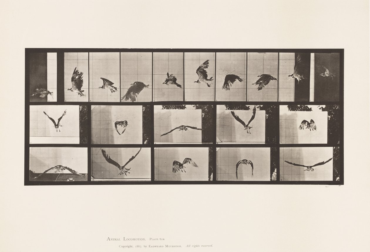 Plate 764. Fish Hawk; Flying 作者 爱德沃德·迈布里奇