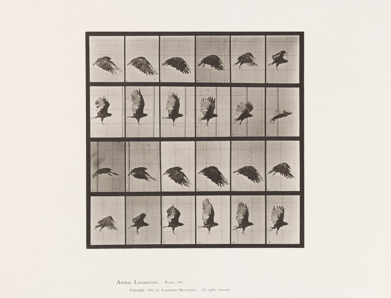 Plate 765. Vulture; Flying 作者 爱德沃德·迈布里奇