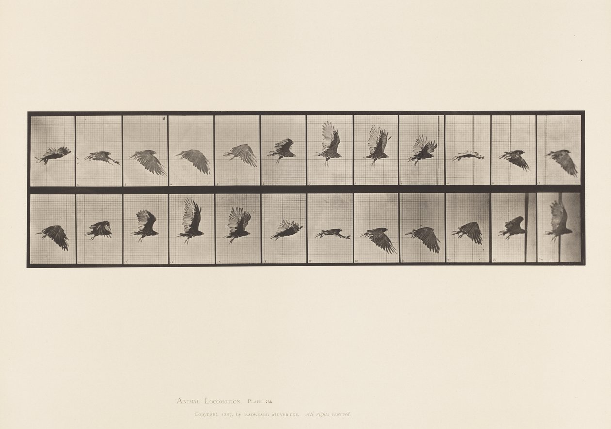 Plate 766. Vulture; Flying 作者 爱德沃德·迈布里奇