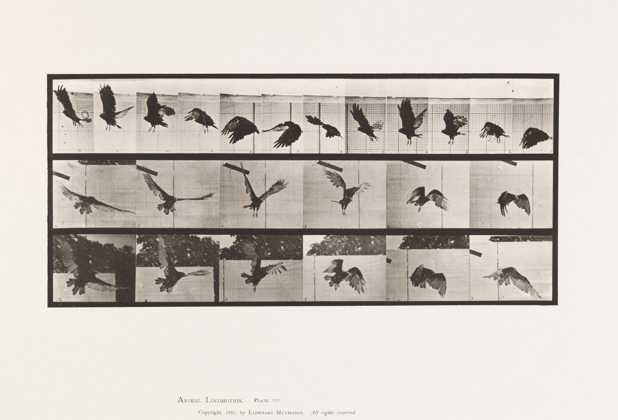 Plate 767. Vulture; Flying 作者 爱德沃德·迈布里奇