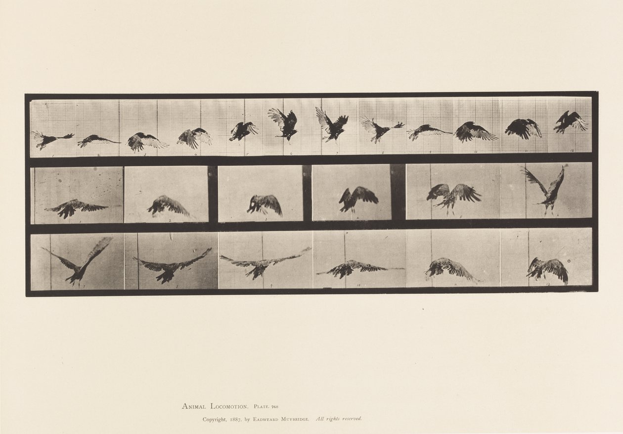 Plate 768. Vulture; Flying 作者 爱德沃德·迈布里奇