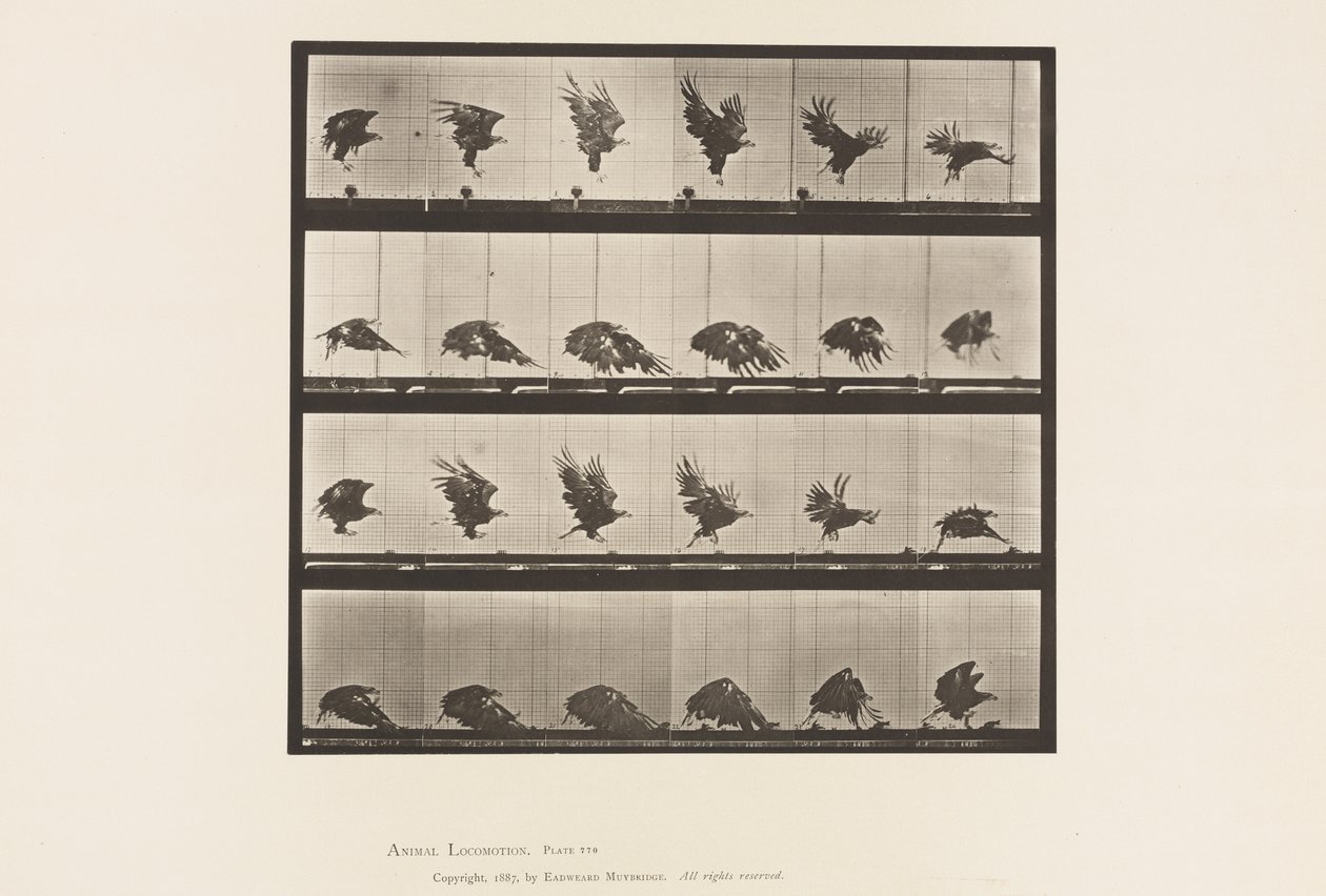 Plate 770. American Eagle; Flying Near the Ground 作者 爱德沃德·迈布里奇