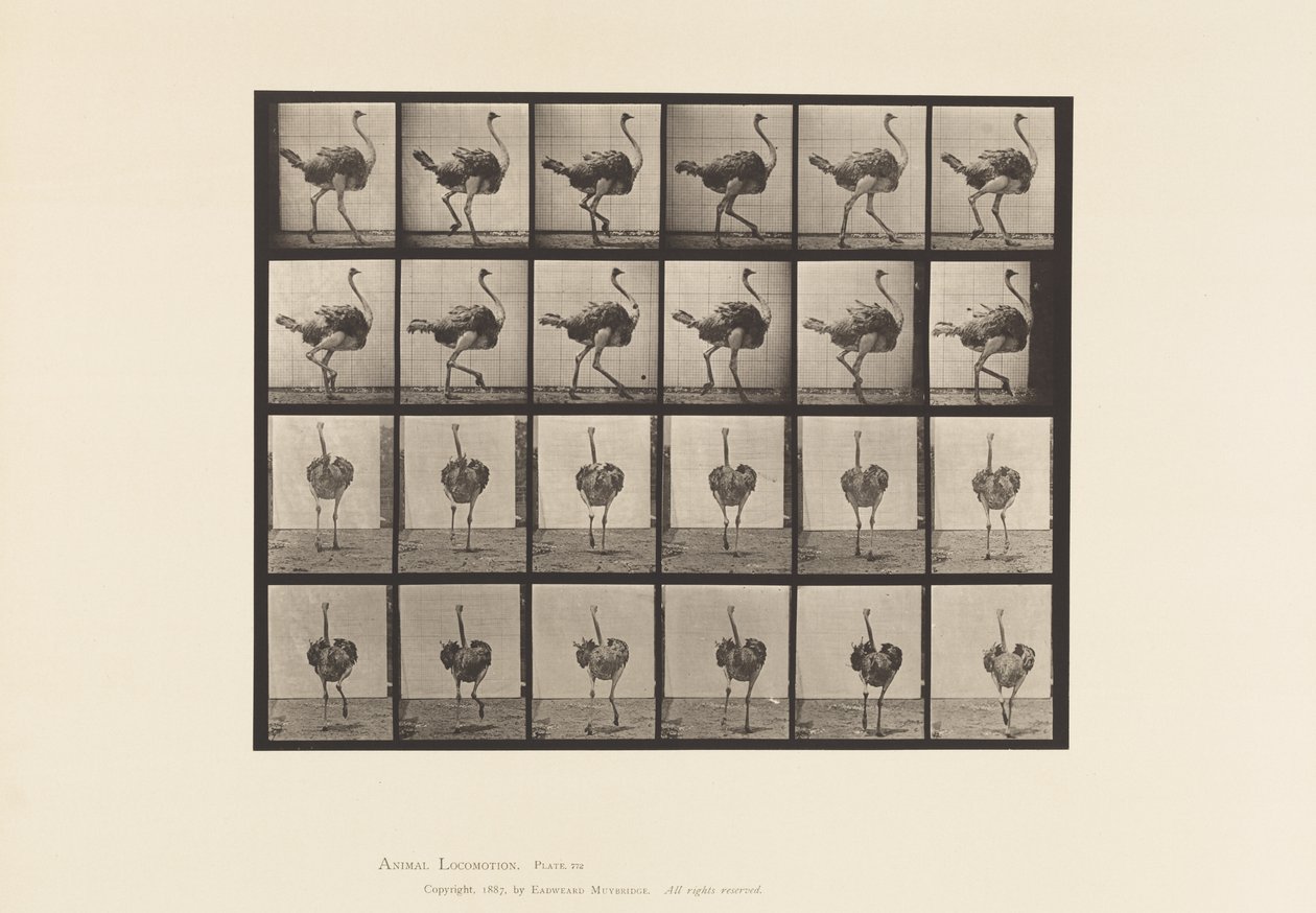 Plate 772. Ostrich; Walking 作者 爱德沃德·迈布里奇