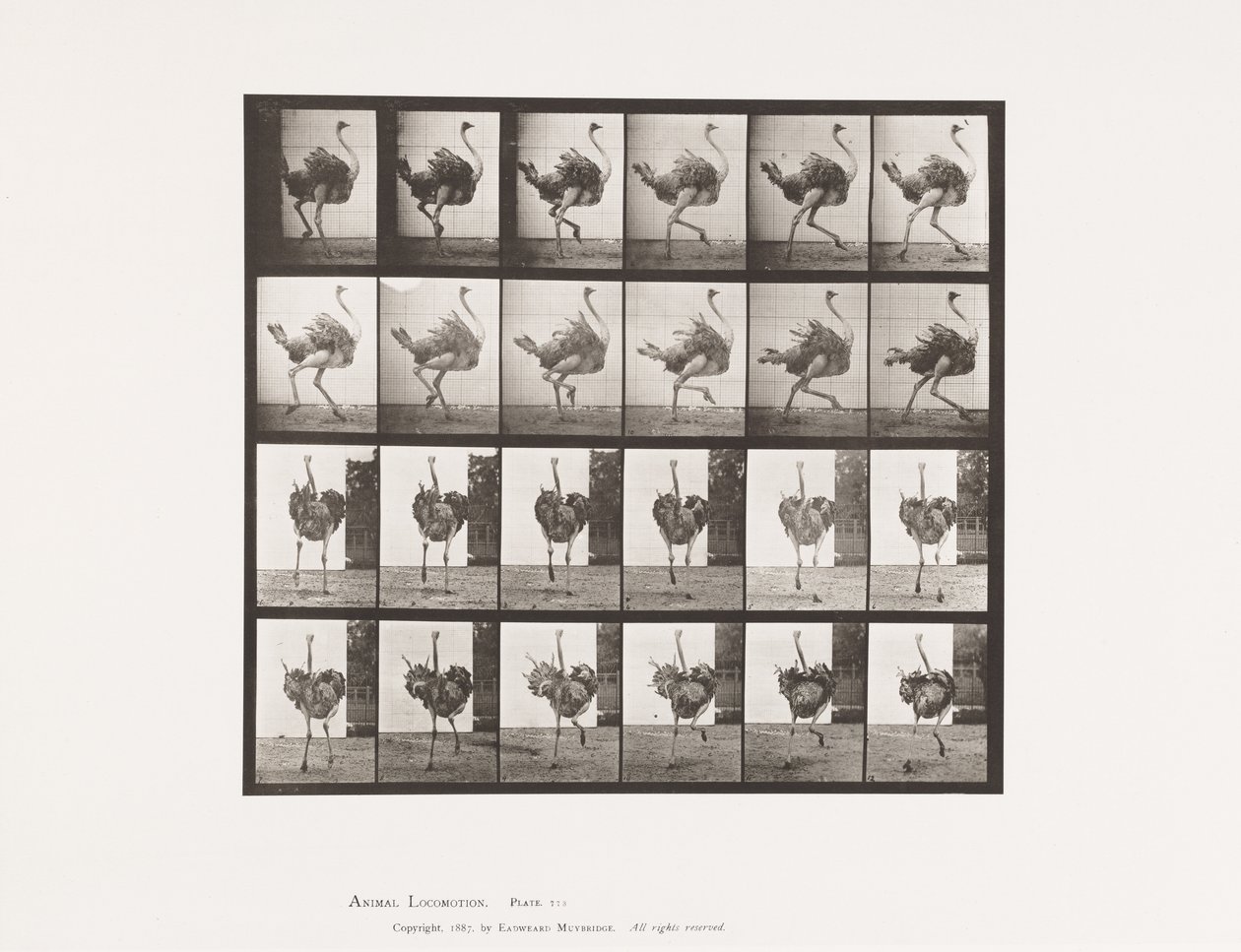 Plate 773. Ostrich; Running 作者 爱德沃德·迈布里奇
