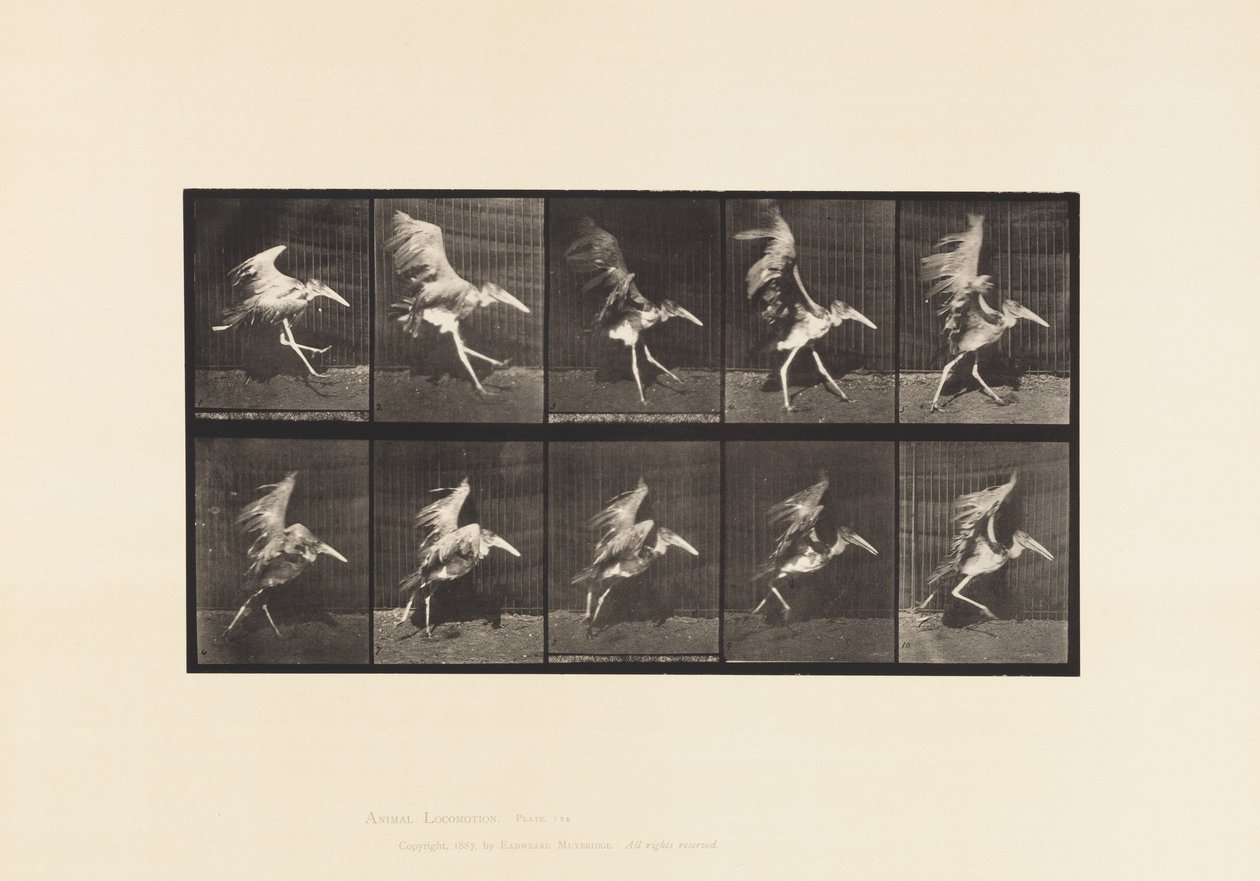 Plate 775. Adjutant; Flying Run 作者 爱德沃德·迈布里奇