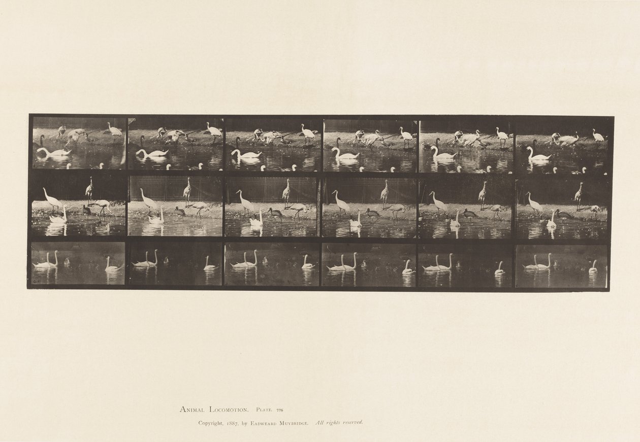Plate 776. Storks; Swans, etc, A, B, C 作者 爱德沃德·迈布里奇