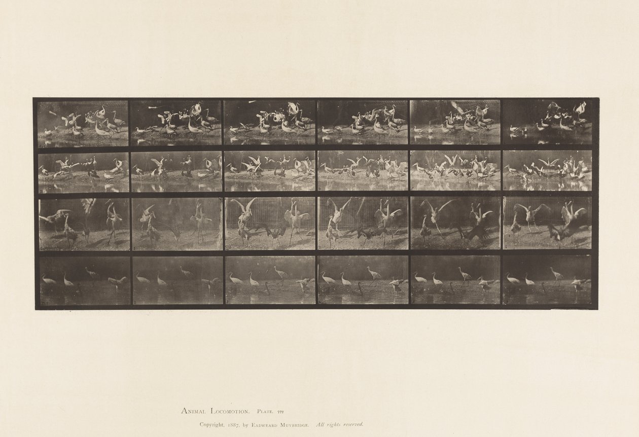 Plate 777. Storks; etc, A, B, C, D 作者 爱德沃德·迈布里奇