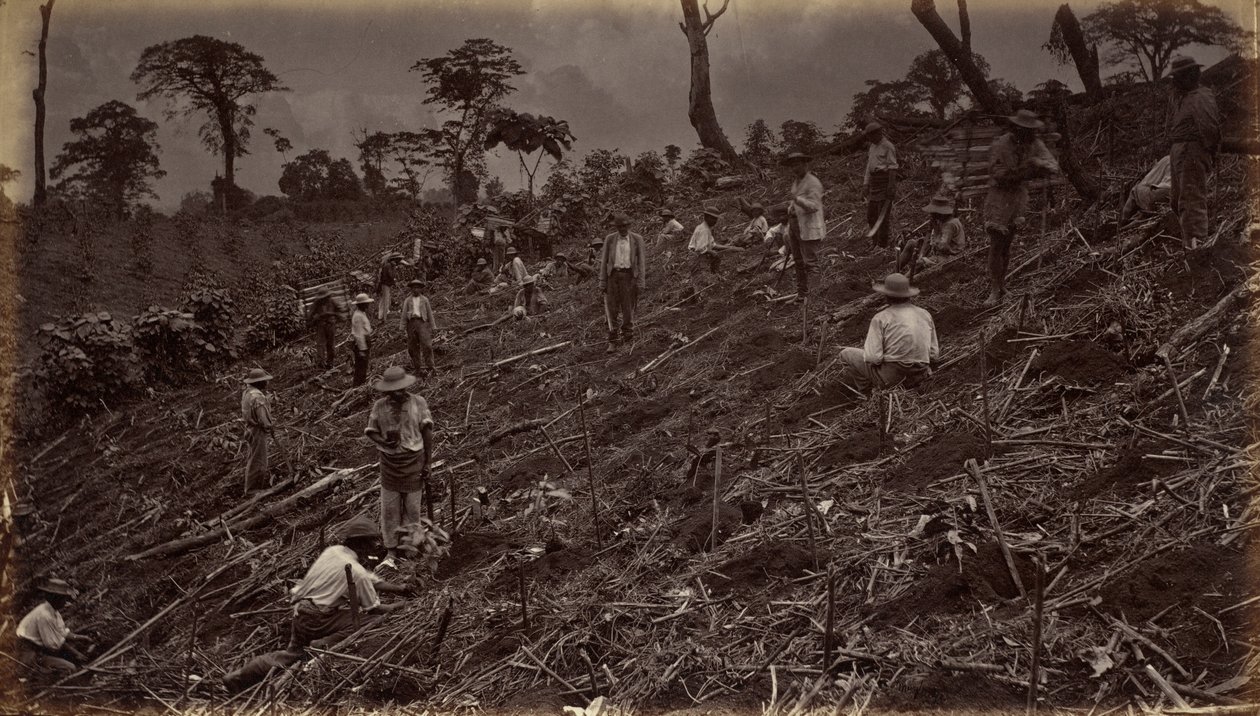 1875 年在危地马拉安提瓜建立咖啡种植园，1877 年出版（照片） 作者 爱德沃德·迈布里奇
