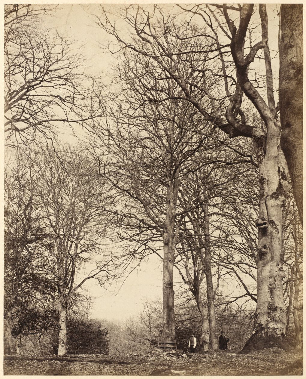 阿德莱德女王的山毛榉，1864 年（照片） 作者 凯斯尼斯伯爵