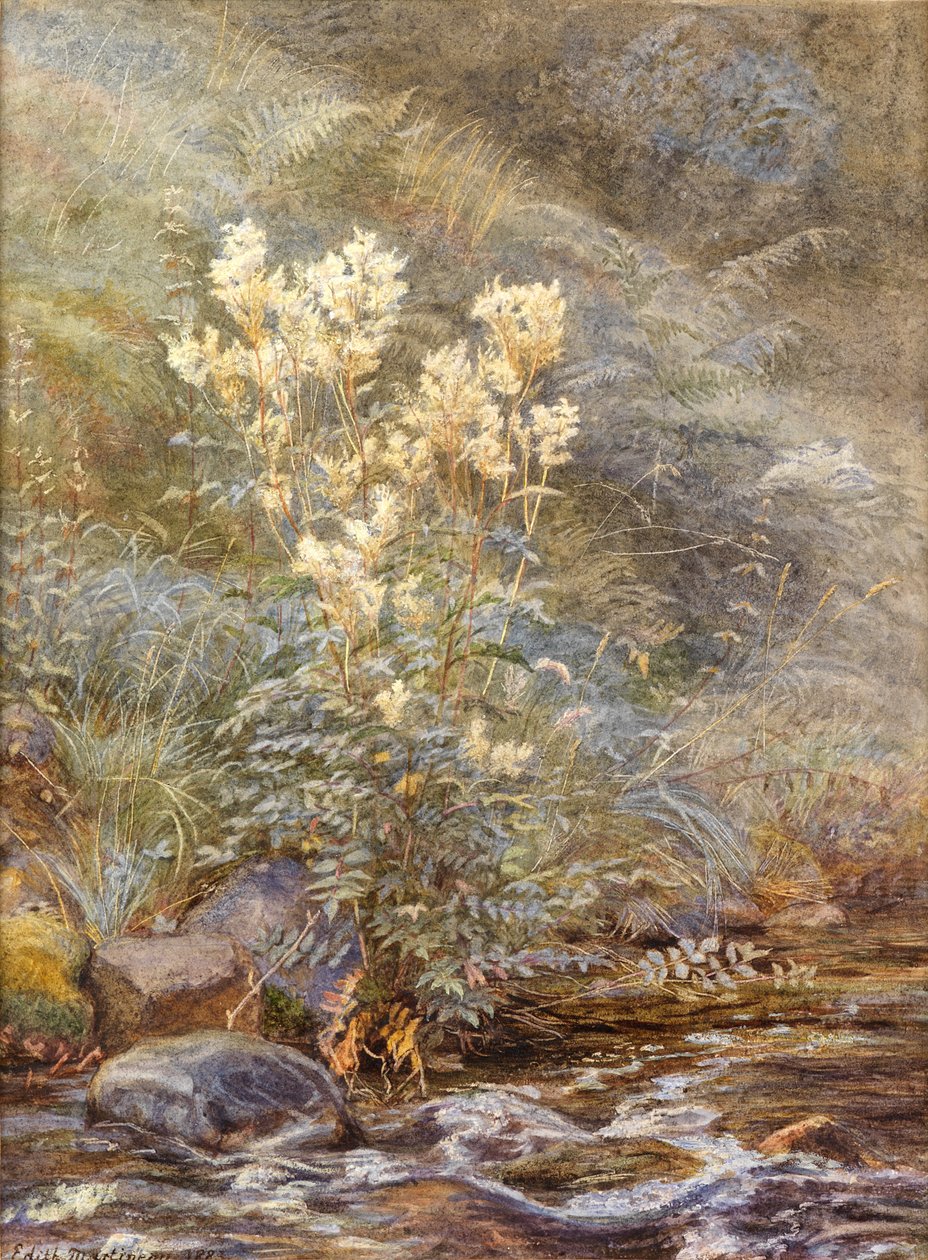 草地上的草地甜蜜，因弗内斯郡，约1883年（水彩用白色增强） 作者 伊迪丝·马丁诺（Edith Martineau）