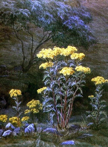 岸上的芦苇（纸上水彩画） 作者 伊迪丝·马丁诺（Edith Martineau）