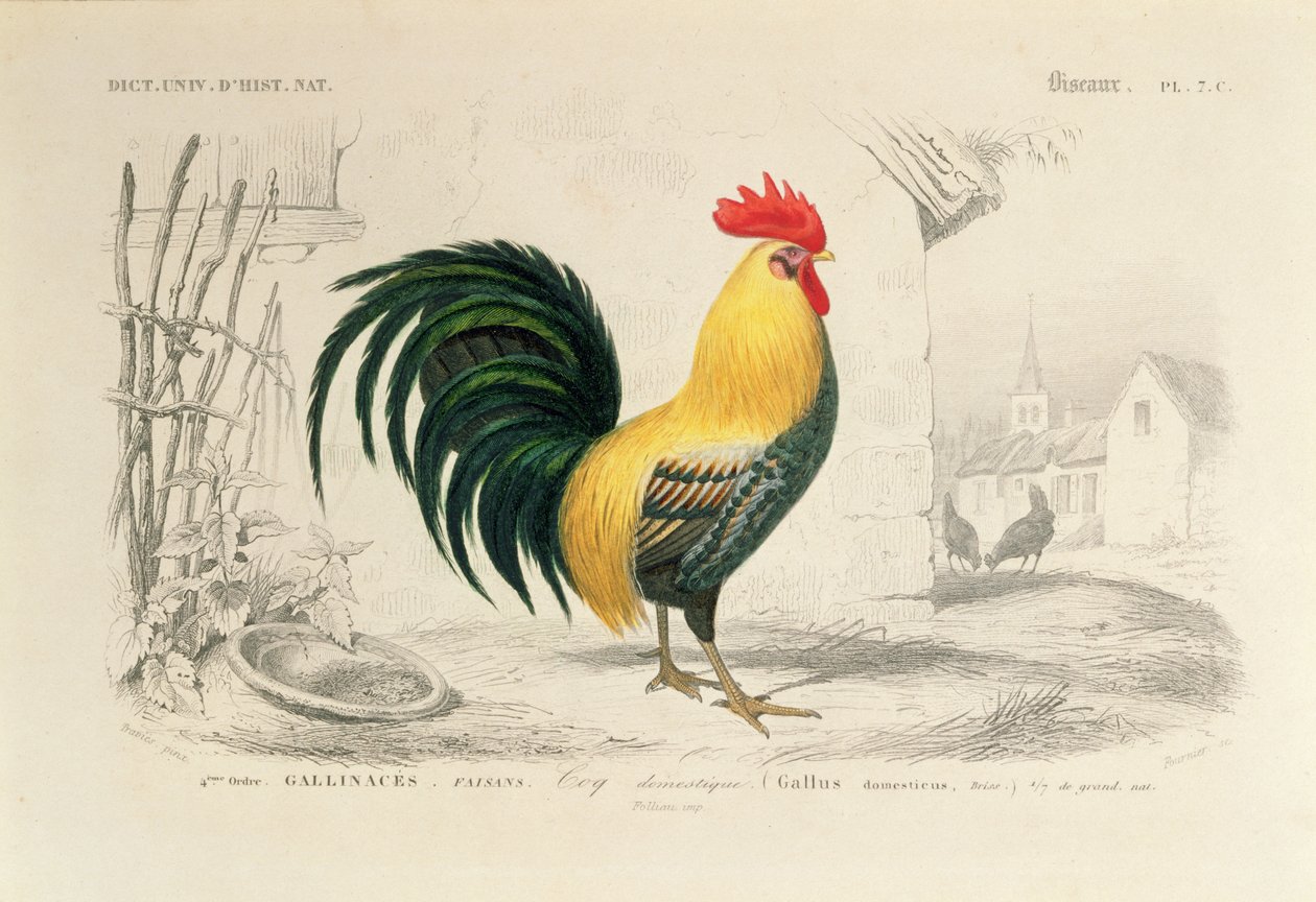 国内公鸡，来自查尔斯·德·奥比尼的“世界自然历史词典”插图，由A. Fournier镌刻，1839-49 作者 爱德华·特拉维斯