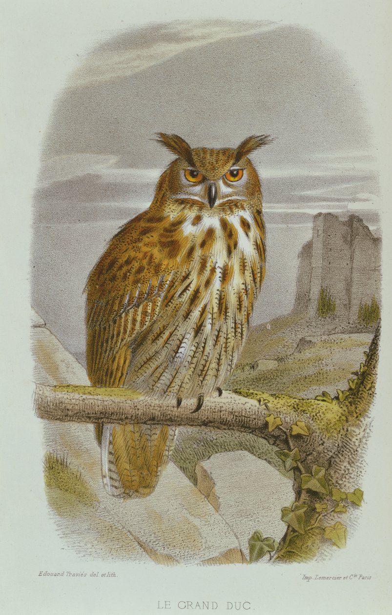 欧亚雕枭（Bubo Bubo） 作者 爱德华·特拉维斯
