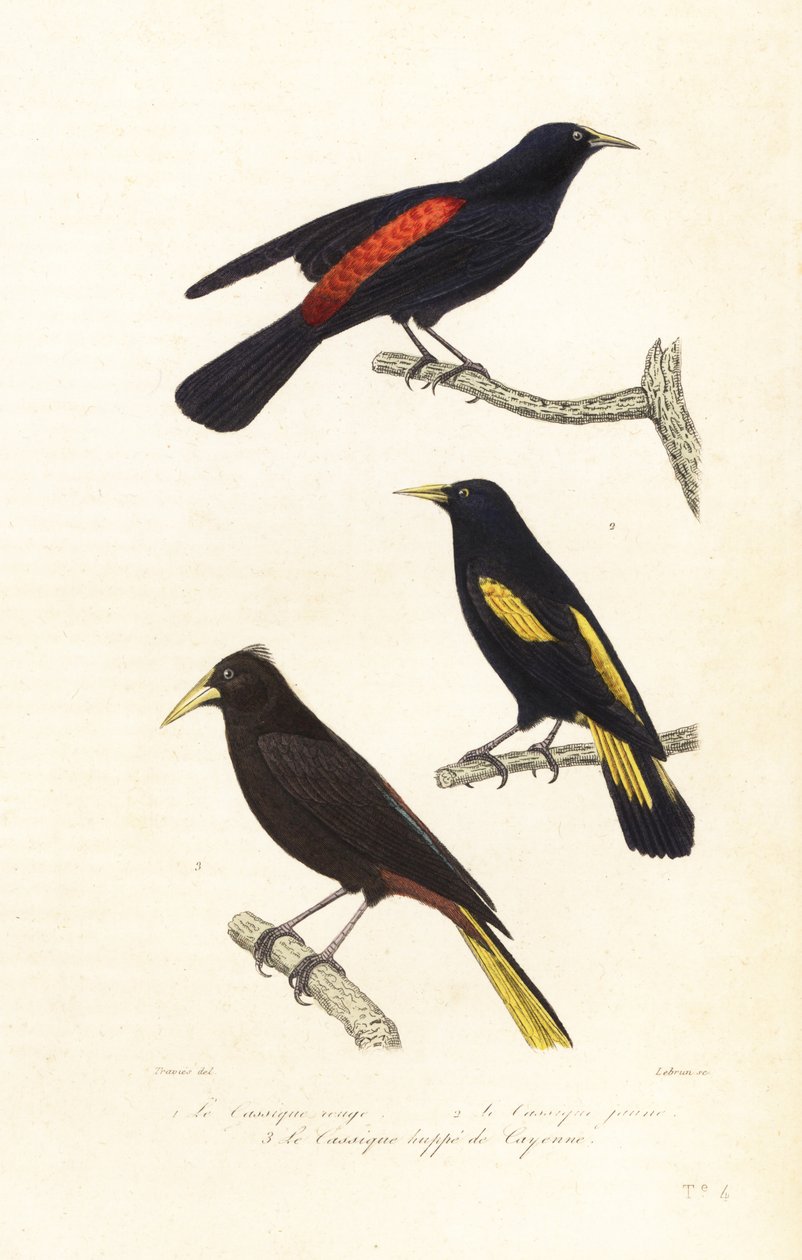 Cacique 种类和冠状 oropendola。 作者 爱德华（之后）特拉维斯