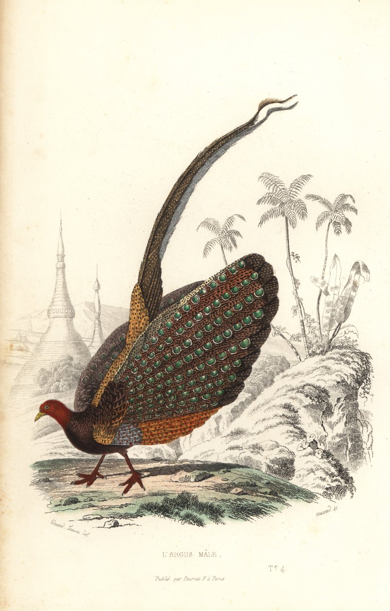 大箭鱼，Argusianus argus，易受伤害。 作者 爱德华（之后）特拉维斯