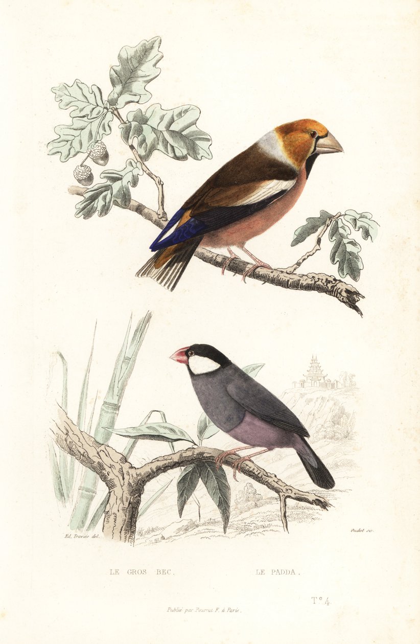 Hawfinch 和爪哇麻雀。 作者 爱德华（之后）特拉维斯