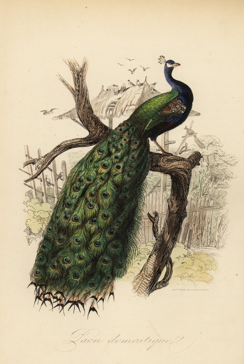 Indian peafowl, Pavo cristatus 作者 爱德华（之后）特拉维斯
